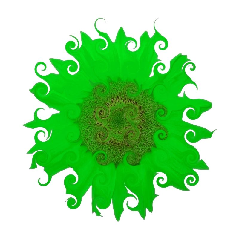 Sonnenblume