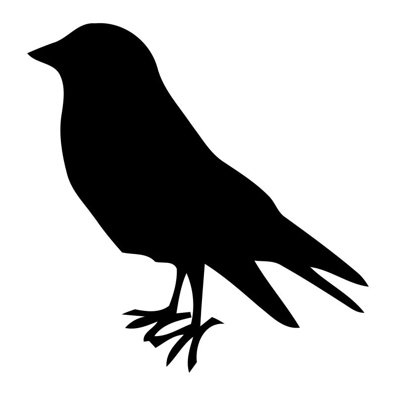 oiseau oiseaux oiseaux tôt