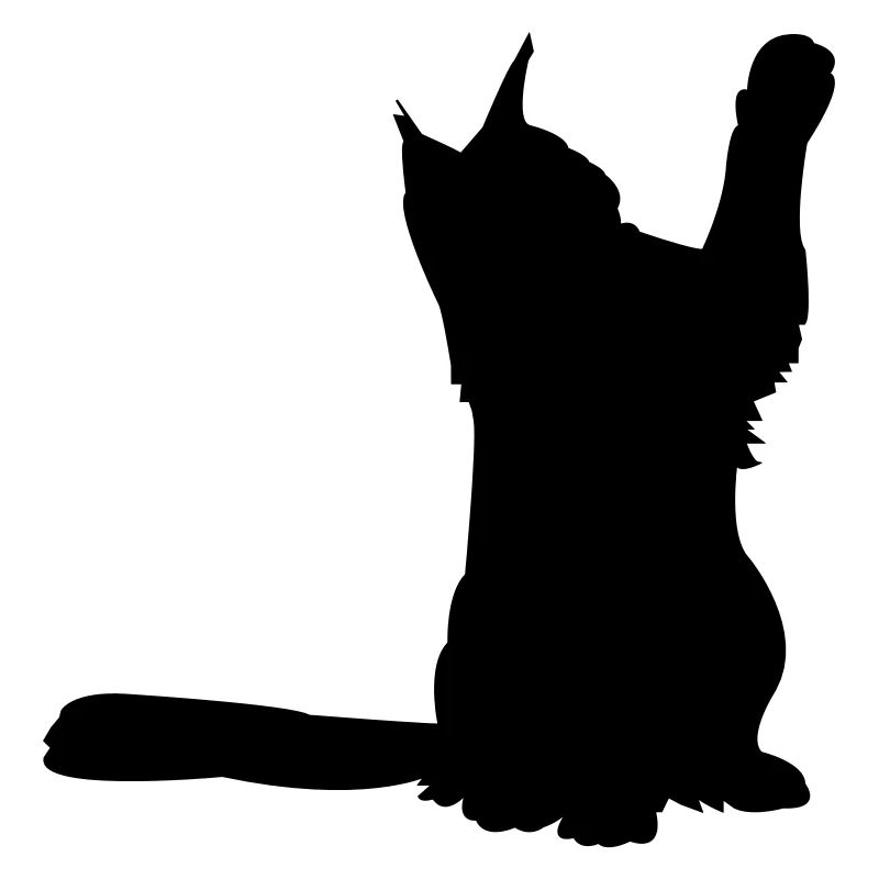 Maine Coon 2