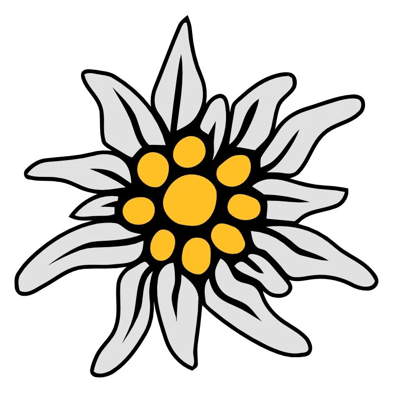 EDELWEISS BLÜTE