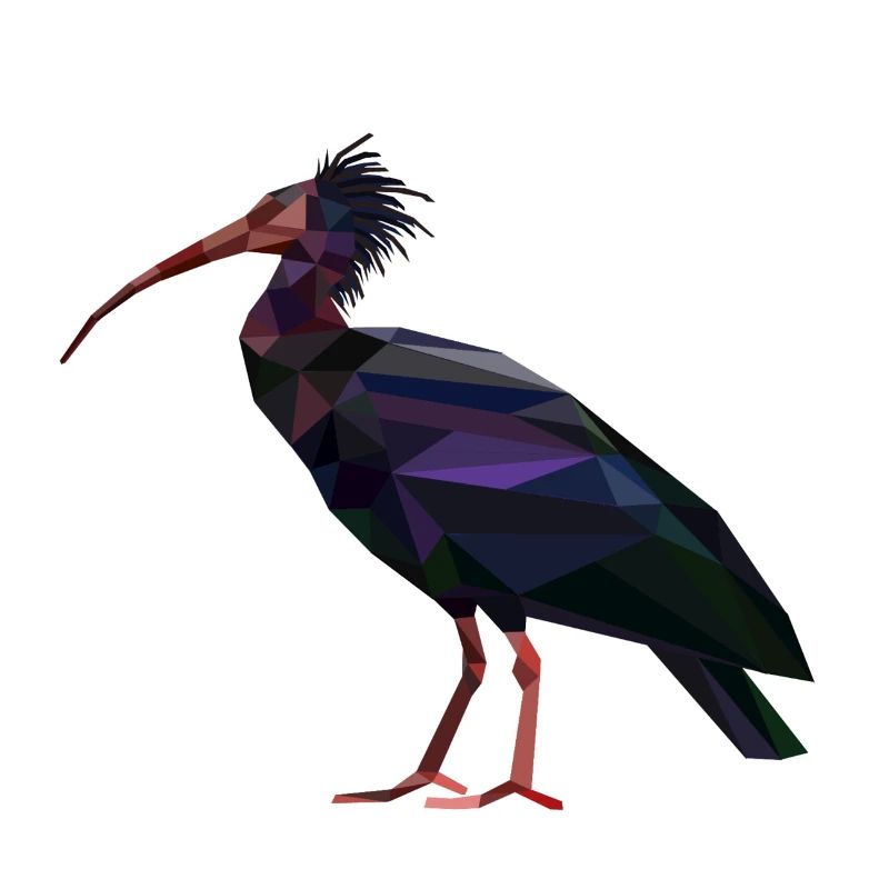 Waldrapp