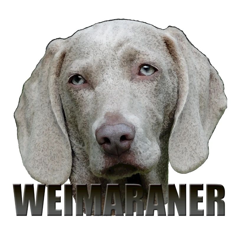 Weimaraner