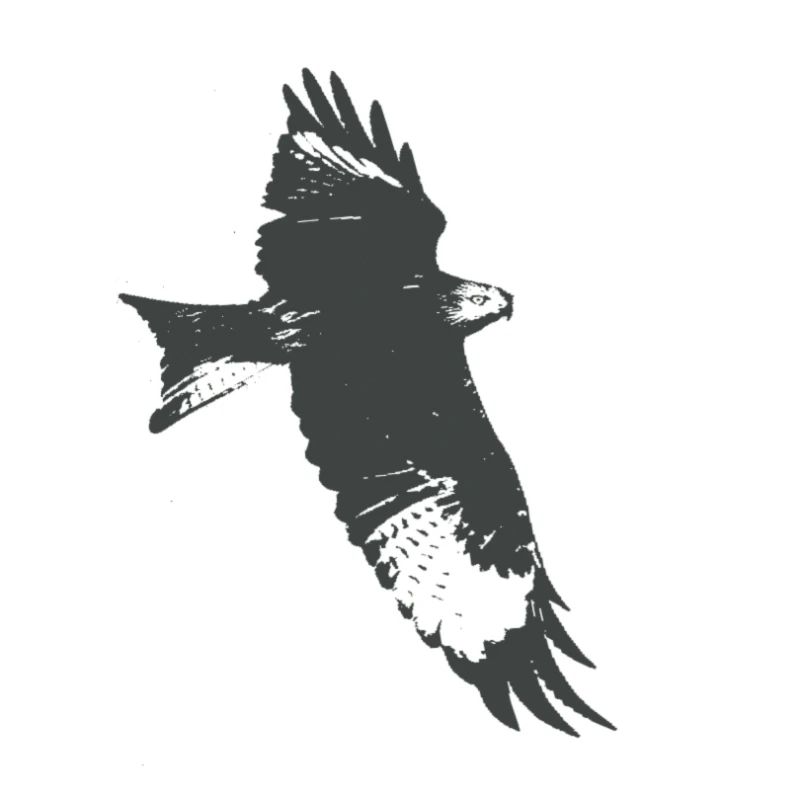 Eagle, falcon, falcon