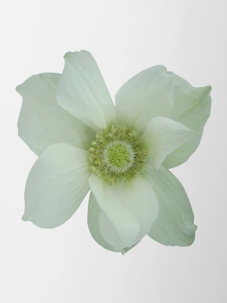 Flower UK eu