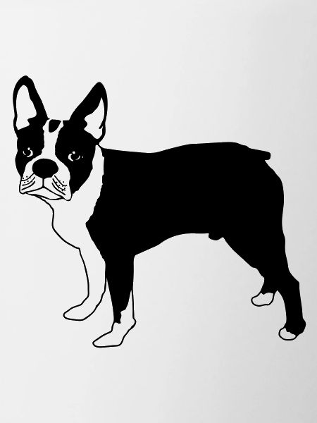 Boston terrier eu
