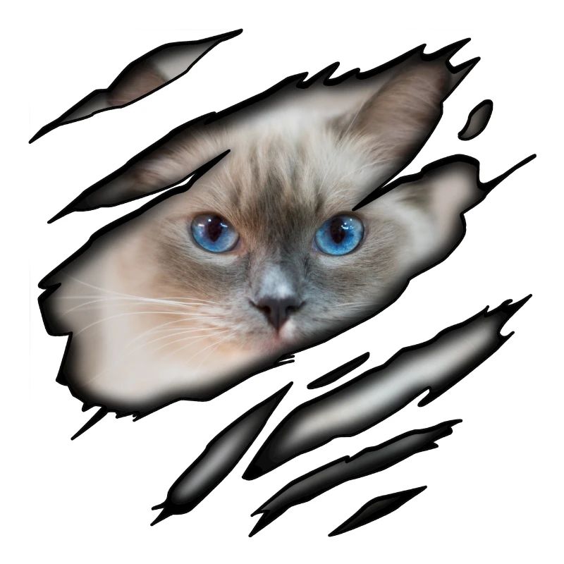 Ragdoll en moi