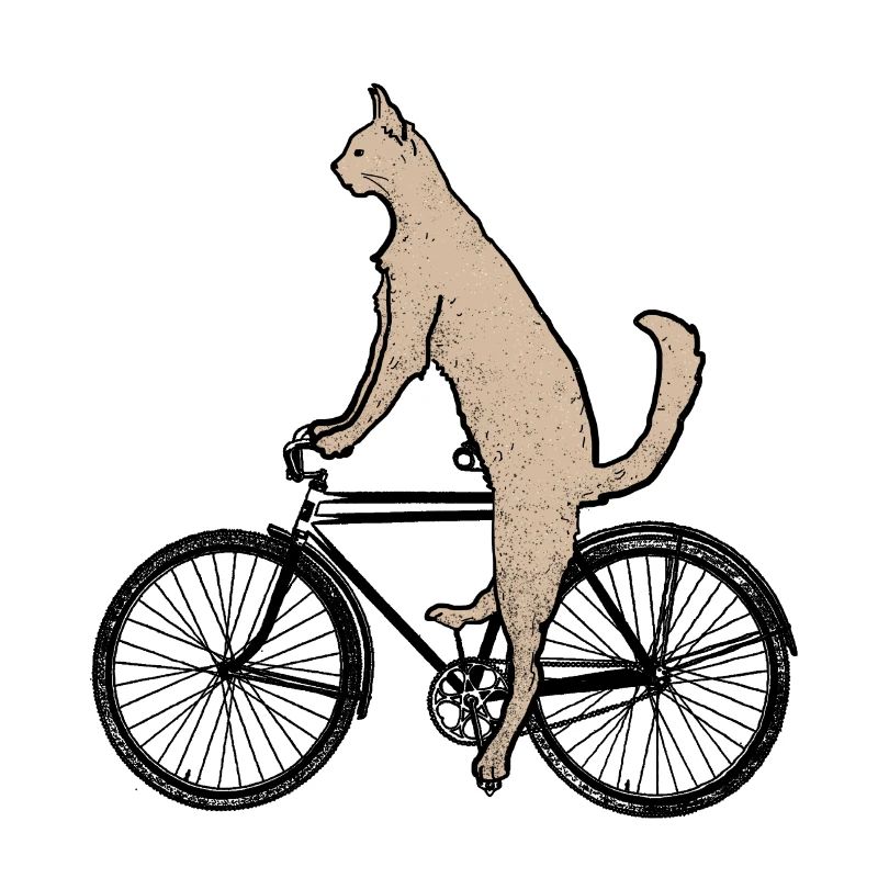 Chat sur le vélo