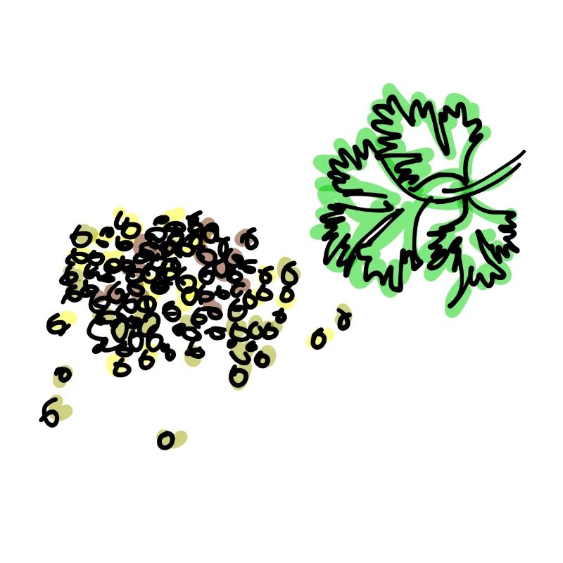 coriander