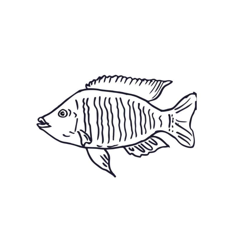Cichlid poisson Malawi