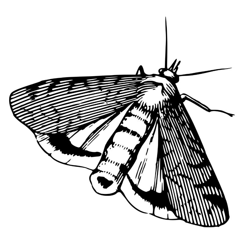 Papillon, papillon, insecte