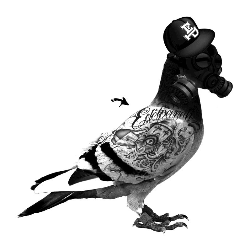 Pigeon
