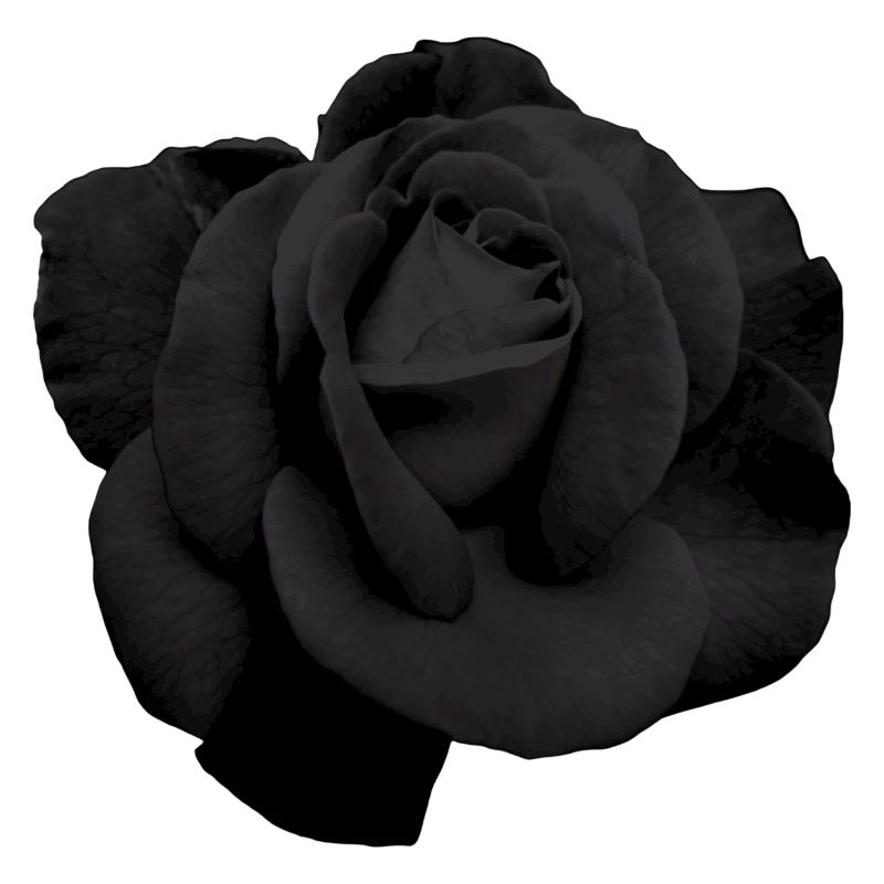 Schwarze Rose