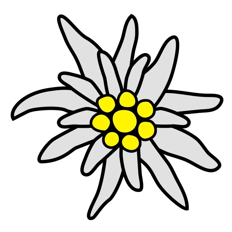 Blüte, Edelweiß