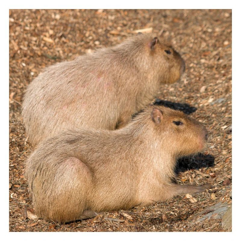 Capybara capybara (Hydrochoerus hydrochaeris)