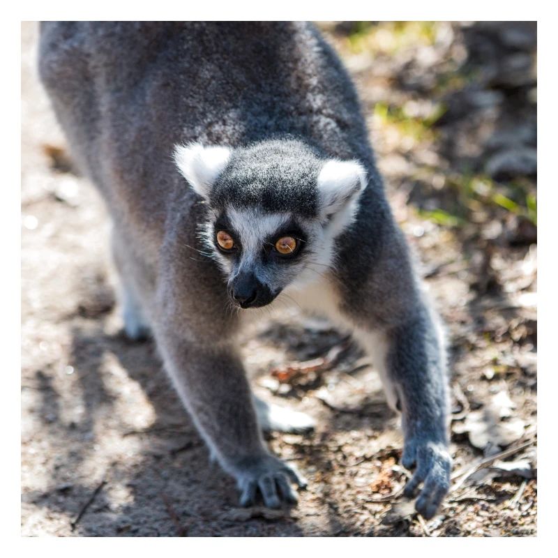 Katta (Lemur catta)