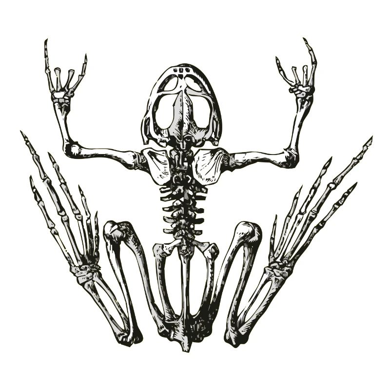 rockfrog