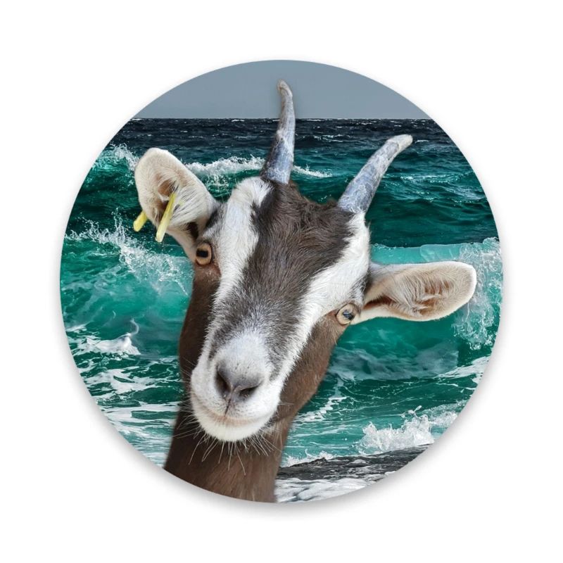 Ziege - Goat