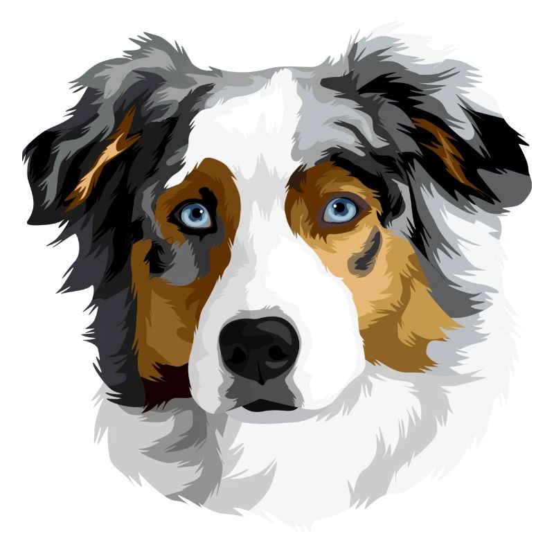Australian Shepherd head