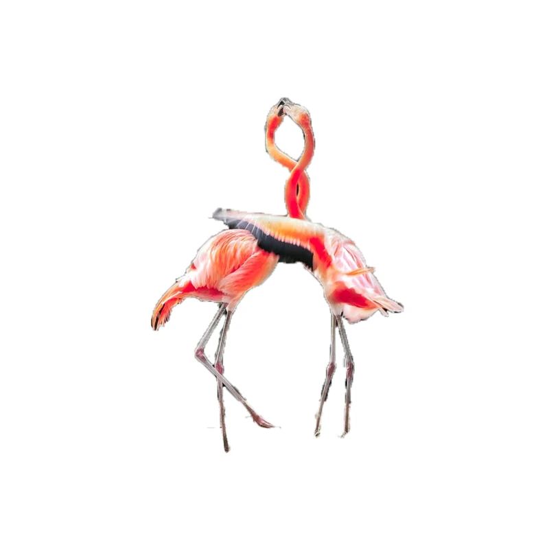 FLAMINGOS