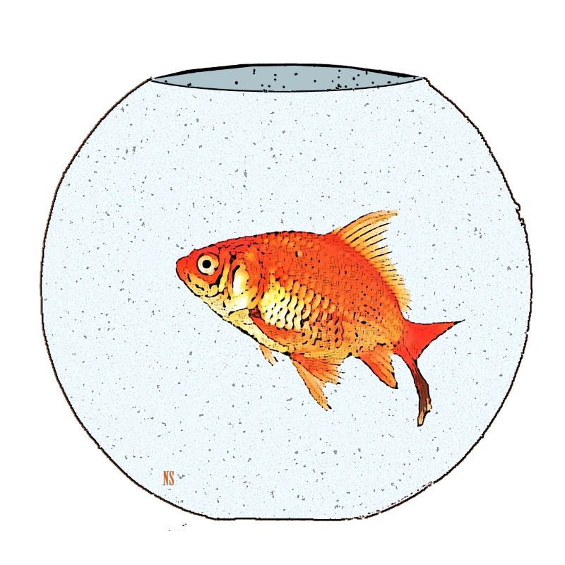 Poisson rouge