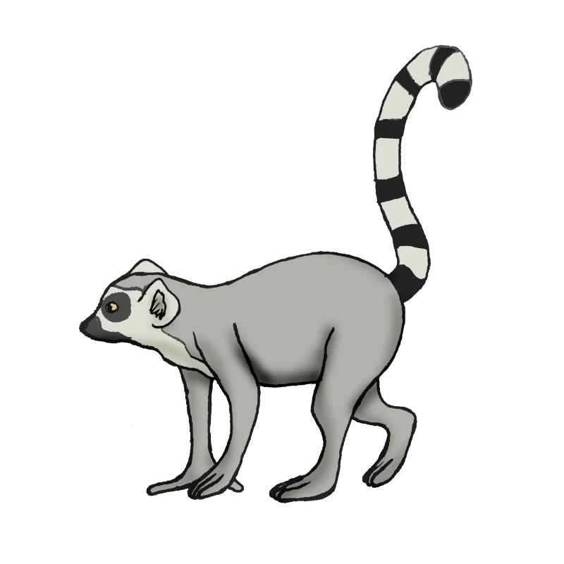Lemur Katta