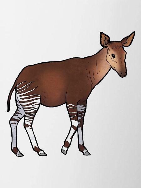 Okapi 02