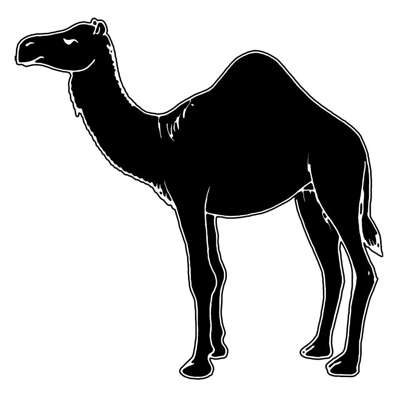 camel
