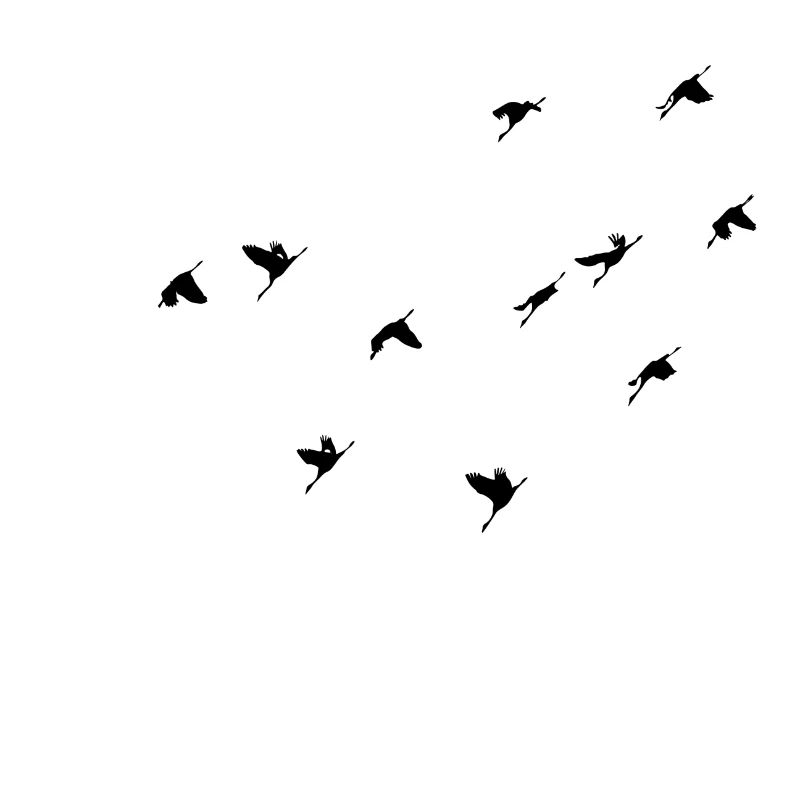 Nuée d'oiseaux