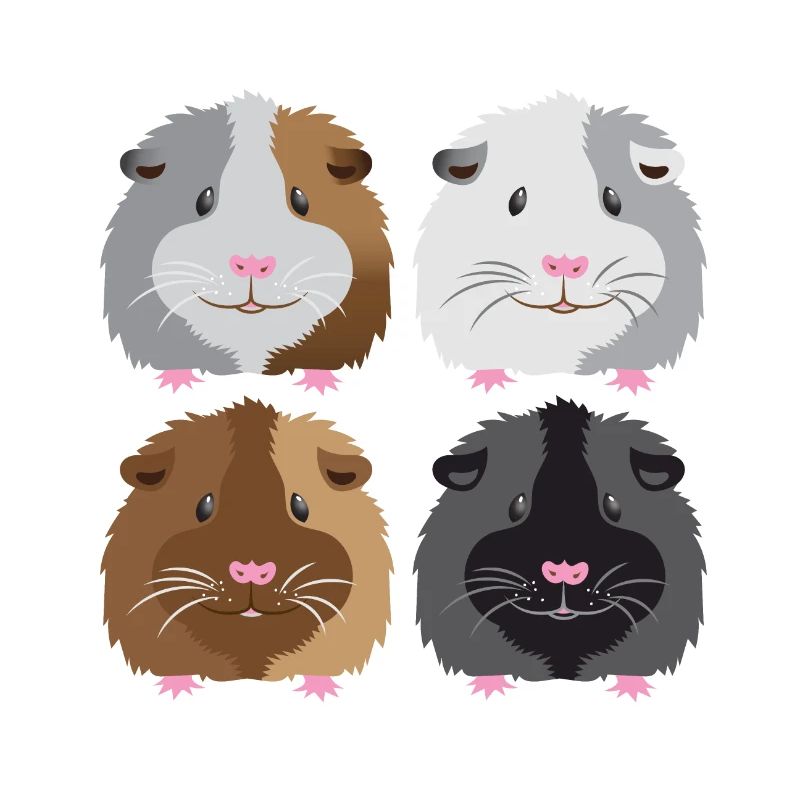 quatre cochons d'Inde!