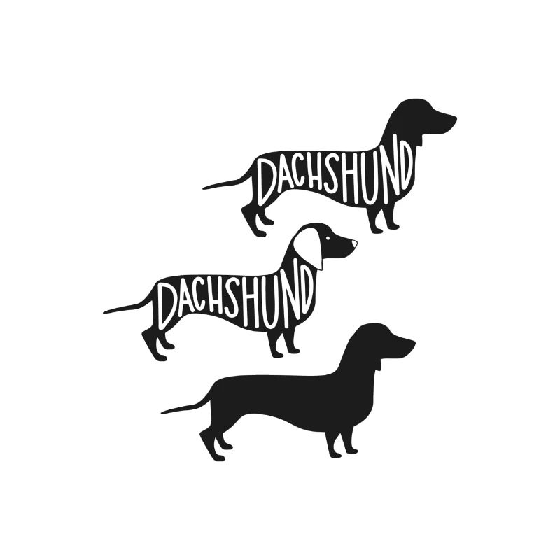 Dachshund