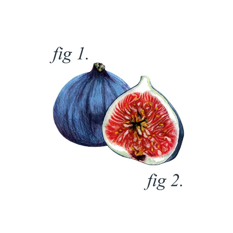 Fig. 1. Schéma des figues.