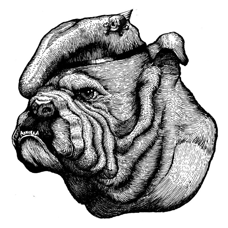 Bouledogue anglais