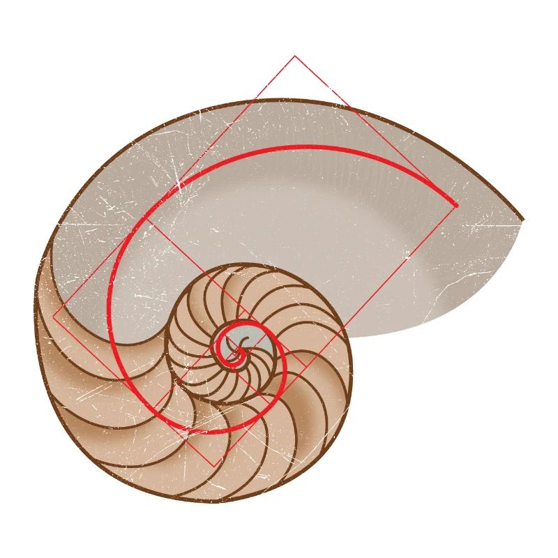 Mathematics symbols Golden spiral nautilus shell