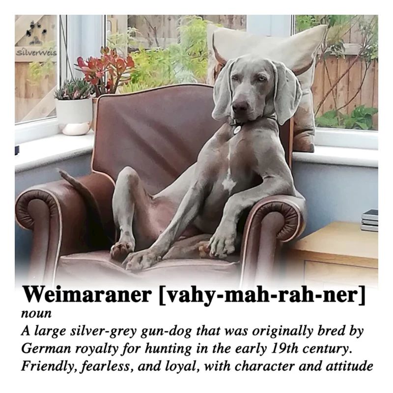 Weimaraner mit Attitude