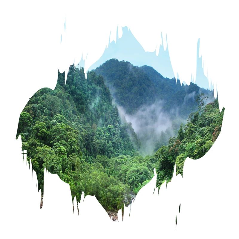 Forêt vierge Amazonie tache de couleur cadeau