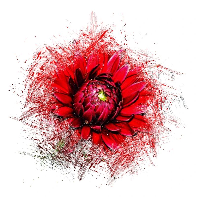 Rote Blume