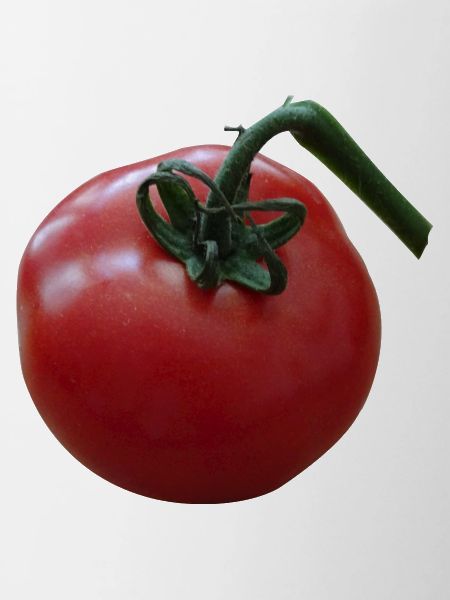 tomato tomate
