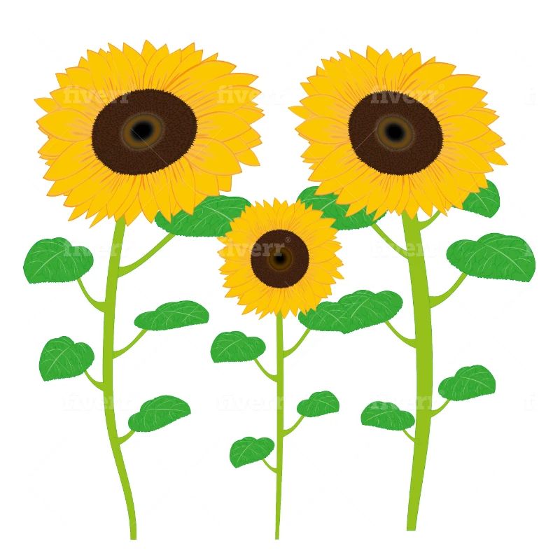 Sonnenblumen-Sammlung