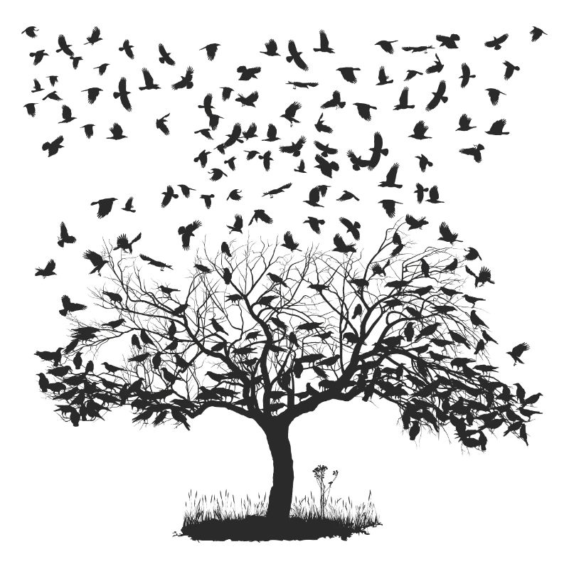 Corbeaux dans un arbre