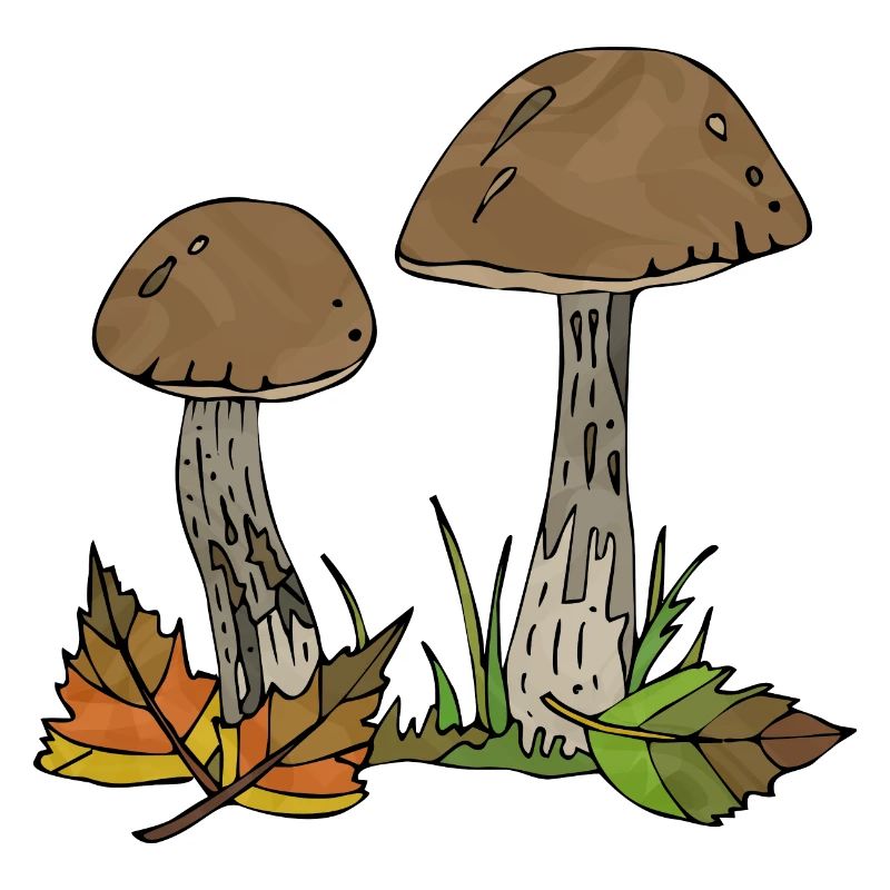 Champignons