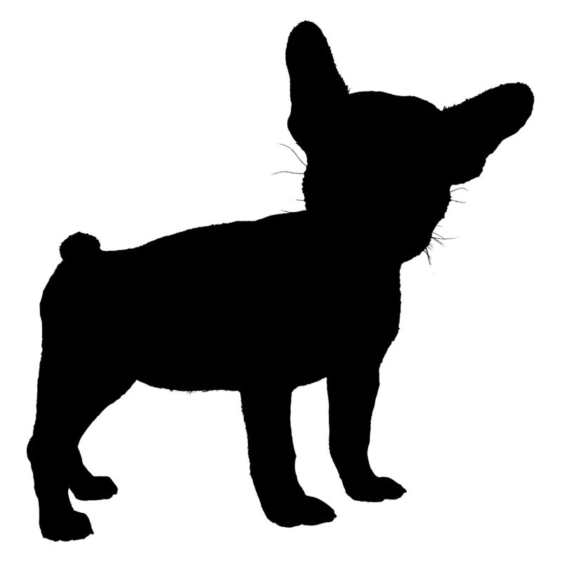BOULEDOGUE FRANÇAIS OMBRE