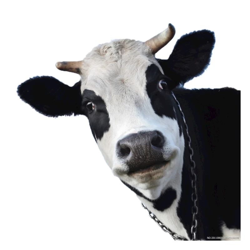 vache