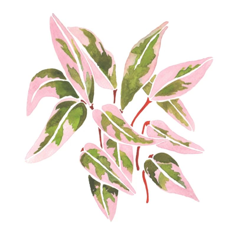 Triostar Stromanthe aquarelle feuilles roses
