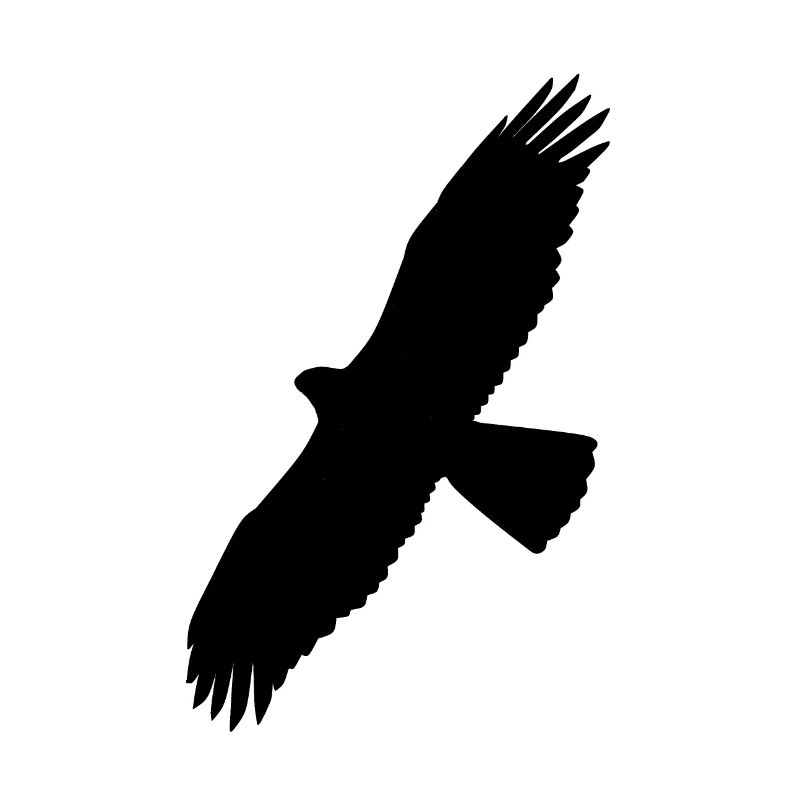 Aigle de Bonelli coloré au dos, silhouette devant