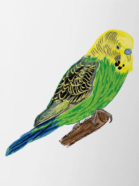 Perruche jaune I