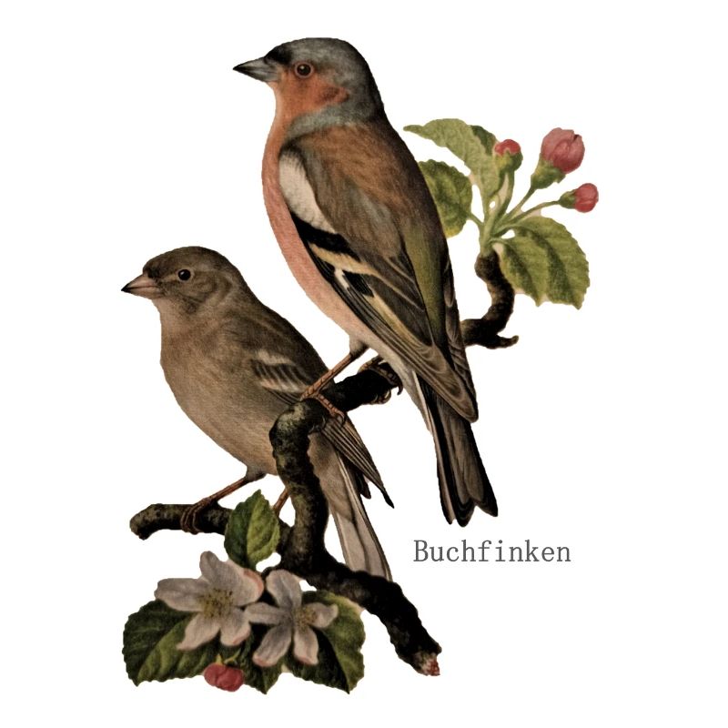 chaffinches
