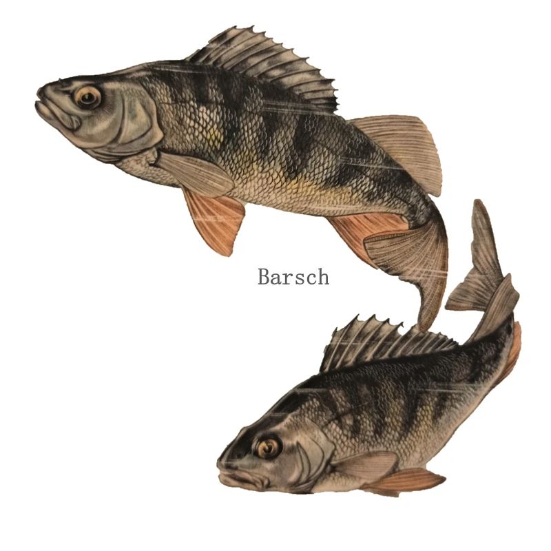 barsch