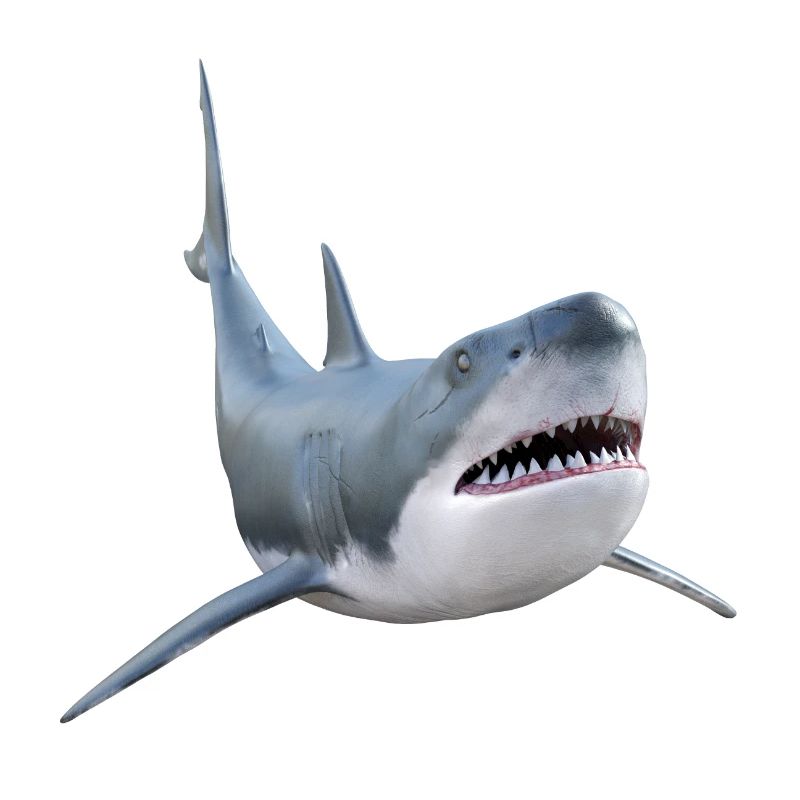 White shark, shark