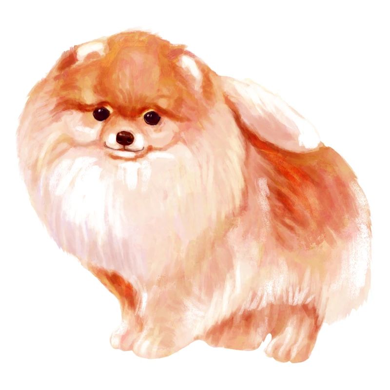 Pomeranian