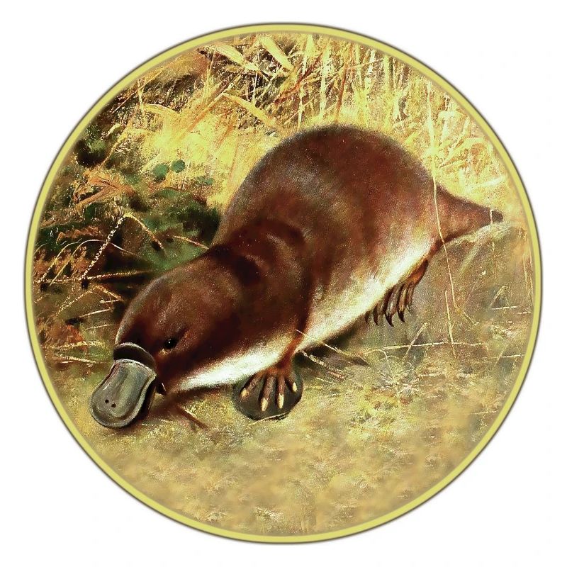 ornithorynque